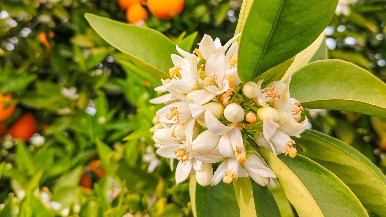 Lire la suite à propos de l’article Fleur d’oranger bébé : l’hydrolat naturel pour l’apaiser
