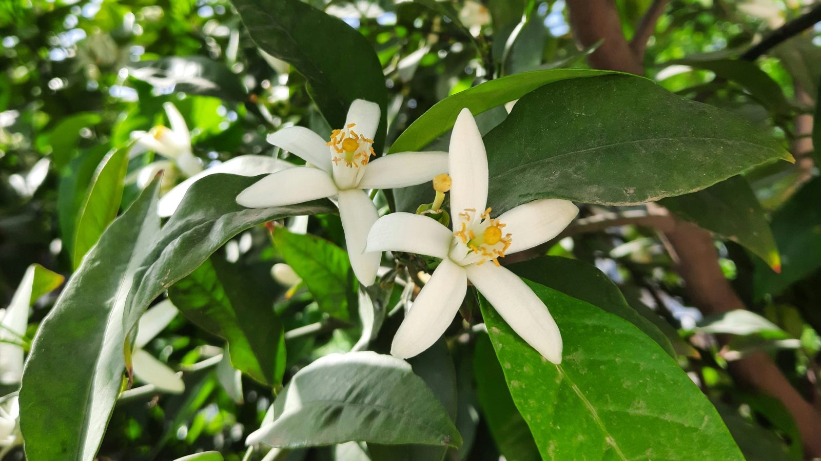deux fleurs d'oranger sur l'arbre